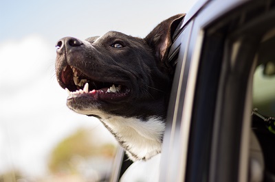 A happy dog sticks its head out the window. Image by Andrew Pons.