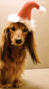 Long-haired daschund in a santa hat