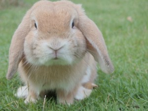 A little lop bunny