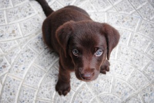 Cute chocolate lab puppy
