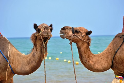 Random Camels - Image by Kawtar Cherkaoui